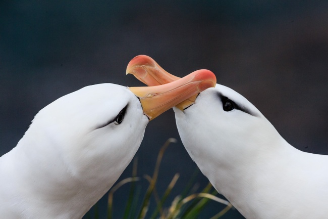 Svartbrynade albatrosser uppvaktar varandra med ett fantastiskt spel med näbbarna